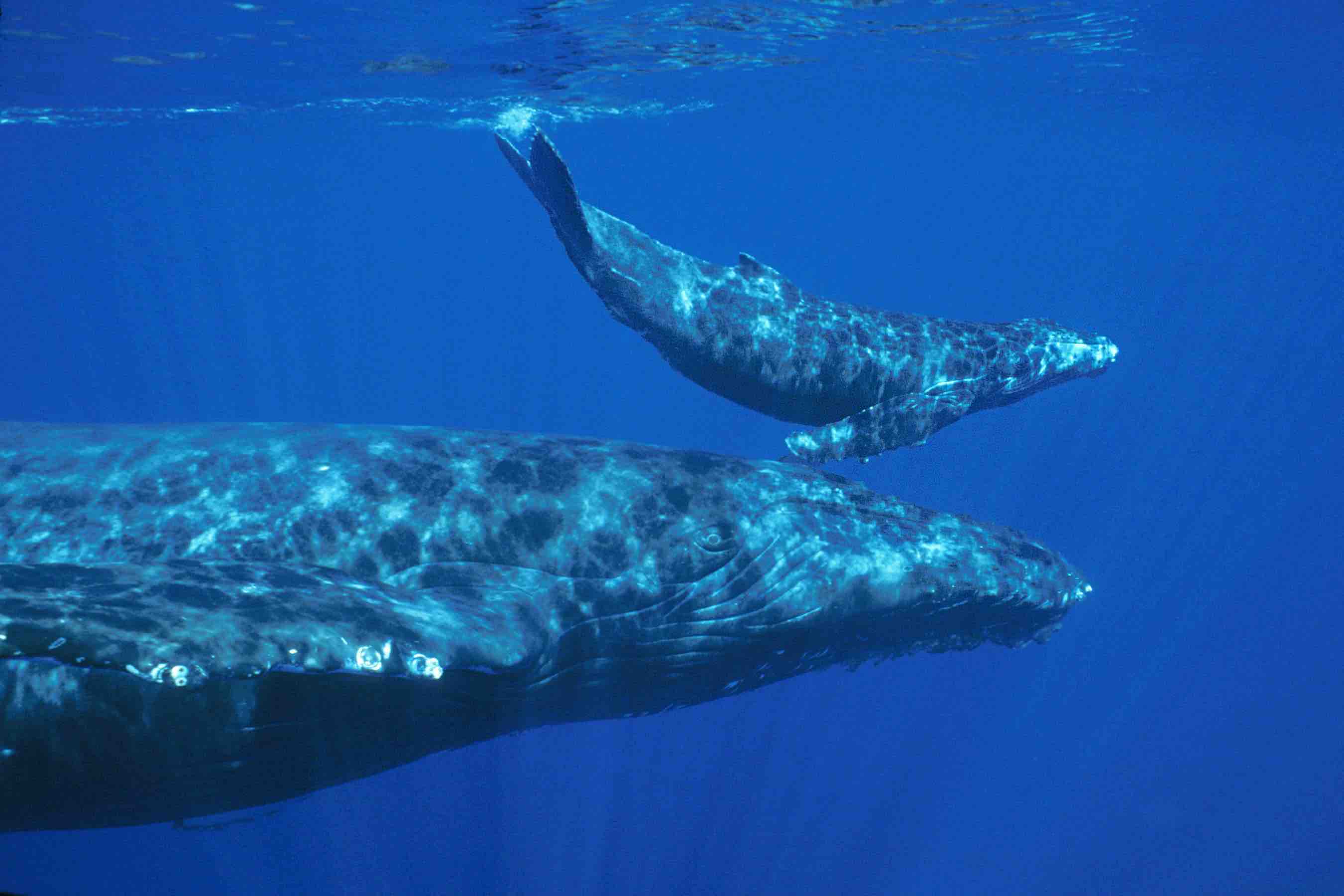 filhote de baleia nautilus