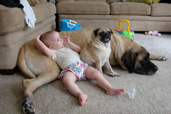 Fotos emocionantes que provam por que os bebês precisam de cães