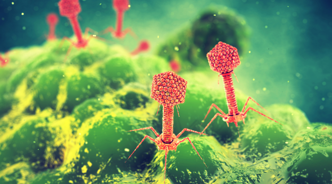 Non tutti i virus vengono per nuocere: i batteriofagi - Scientificast