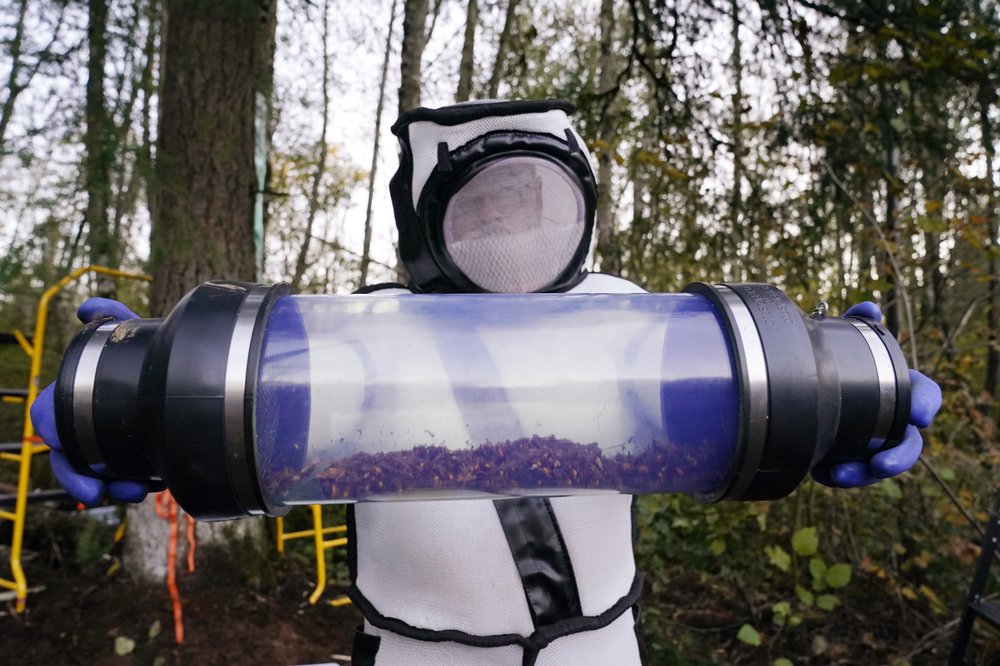 Cientistas removem 98 'vespas assassinas' no estado de Washington