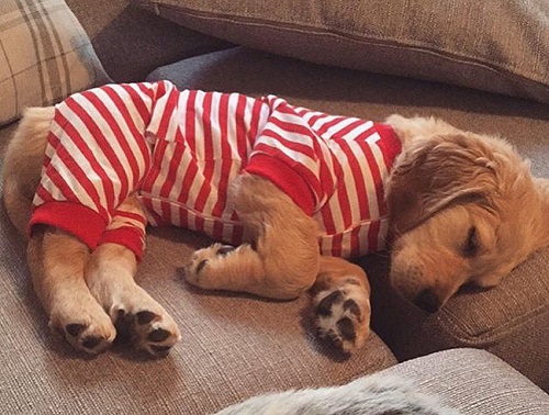 Cachorrinhos de pijama que dão vida no dia a dia