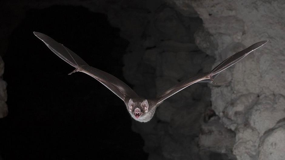 Até os morcegos se distanciam socialmente quando se sentem doentes