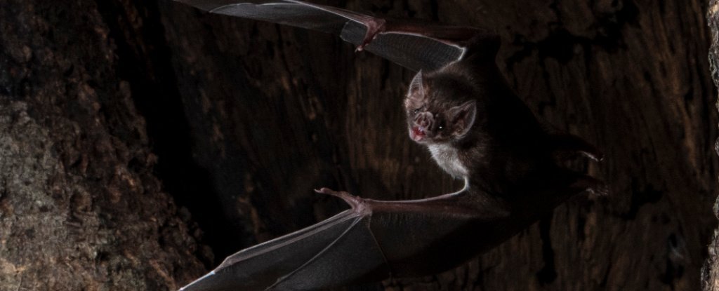Até os morcegos se distanciam socialmente quando se sentem doentes
