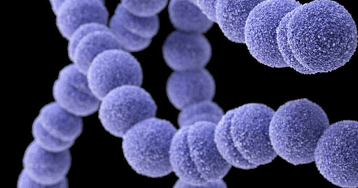 Conheça a bactéria que está combatendo o Streptococcus na Tilapicultura -  Ecoltec Consultoria Ambiental