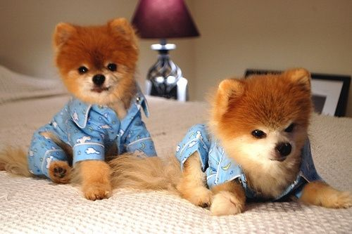 Cachorrinhos de pijama que dão vida no dia a dia