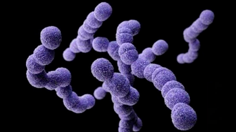 El Streptococcus pyogenes no es una bacteria nueva", explicó una médica -  Paraná - Elonce.com