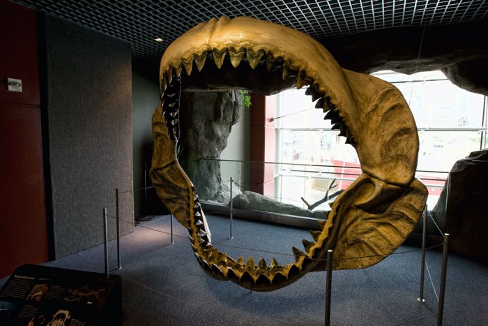 O que selou o destino do tubarão Megalodon gigante? Seus dentes antigos podem revelar a resposta