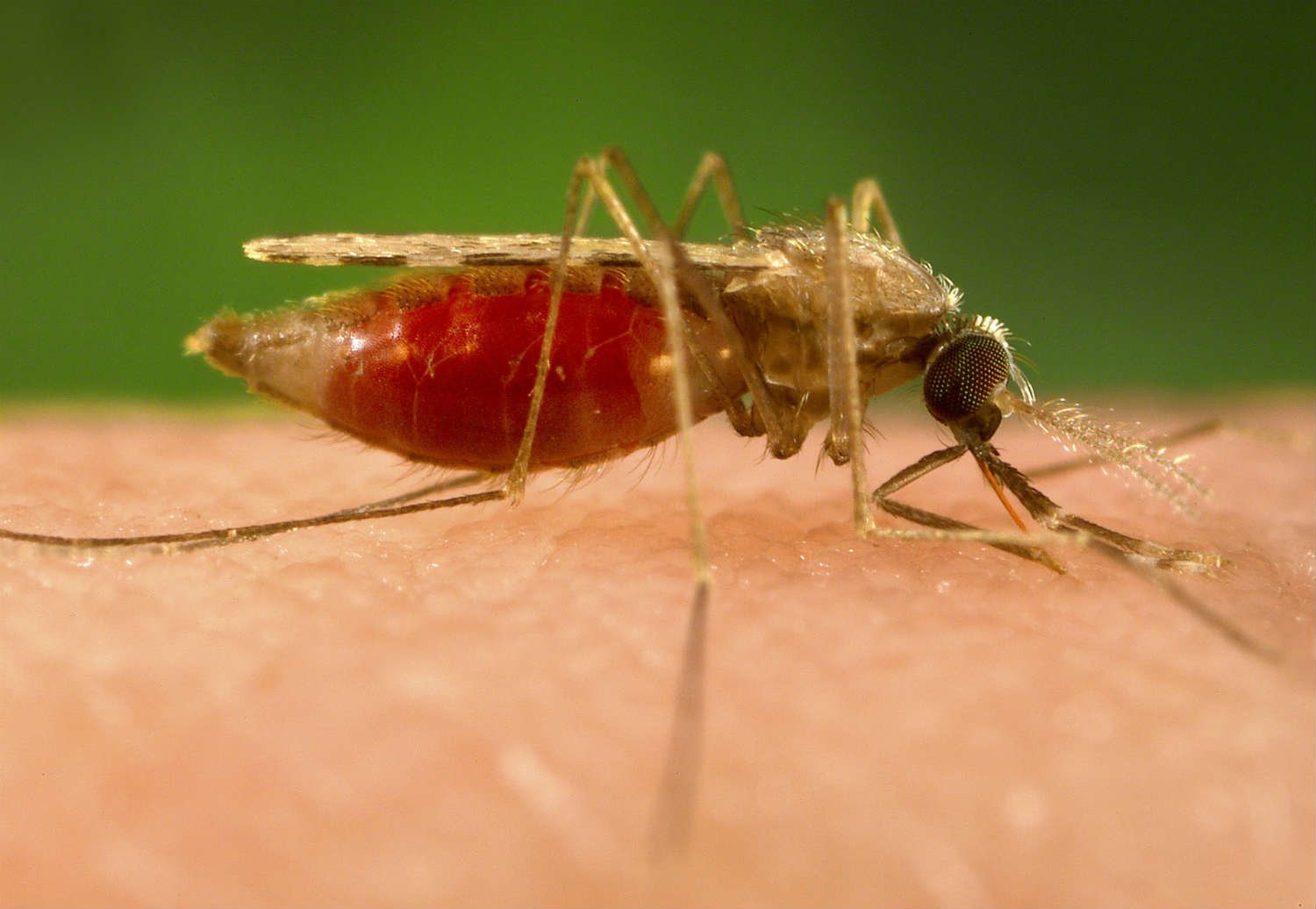 Crianças assintomáticas podem transmitir a malária aos mosquitos