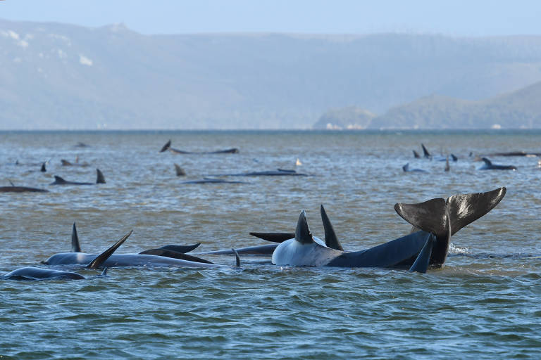 Quase 100 baleias-piloto morrem encalhadas em massa nas ilhas da Nova Zelândia