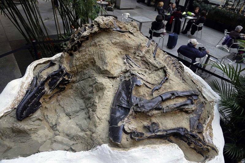 Fósseis de 'duelo de dinossauros' doados ao museu da Carolina do Norte nos EUA