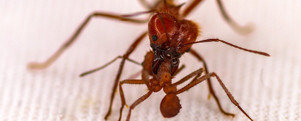 Conheça formigas que vestem uma 'armadura biomineral'