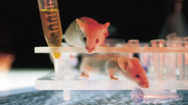 Cientistas acabaram de regenerar células do nervo óptico de camundongo em laboratório