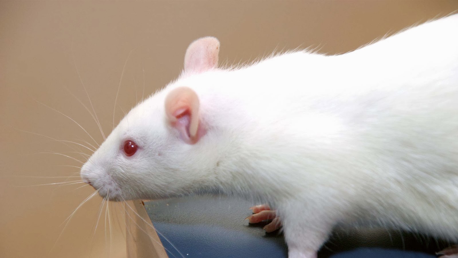 Cientistas acabaram de regenerar células do nervo óptico de camundongo em laboratório