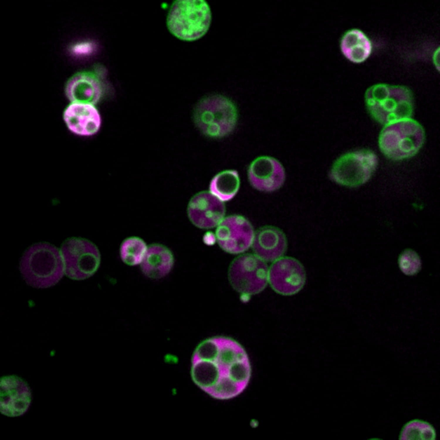 Cientistas descobrem uma estrutura inesperada oculta dentro de células vegetais