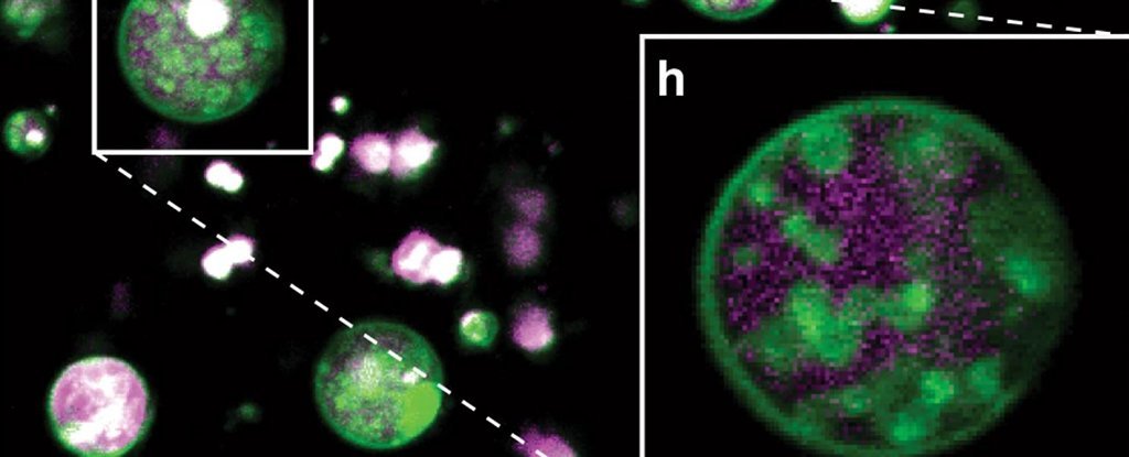 Cientistas descobrem uma estrutura inesperada oculta dentro de células vegetais