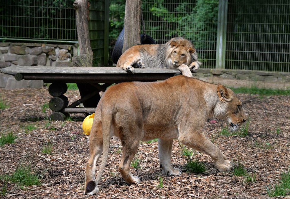 Quatro leões testam positivo para Covid-19 no zoológico de Barcelona