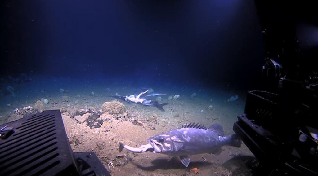 Cientistas capturam imagens incrivelmente raras de peixes do fundo do mar devorando um tubarão inteiro