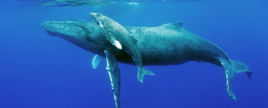 As baleias estão finalmente retornando às regiões polares de nosso planeta após 40 anos