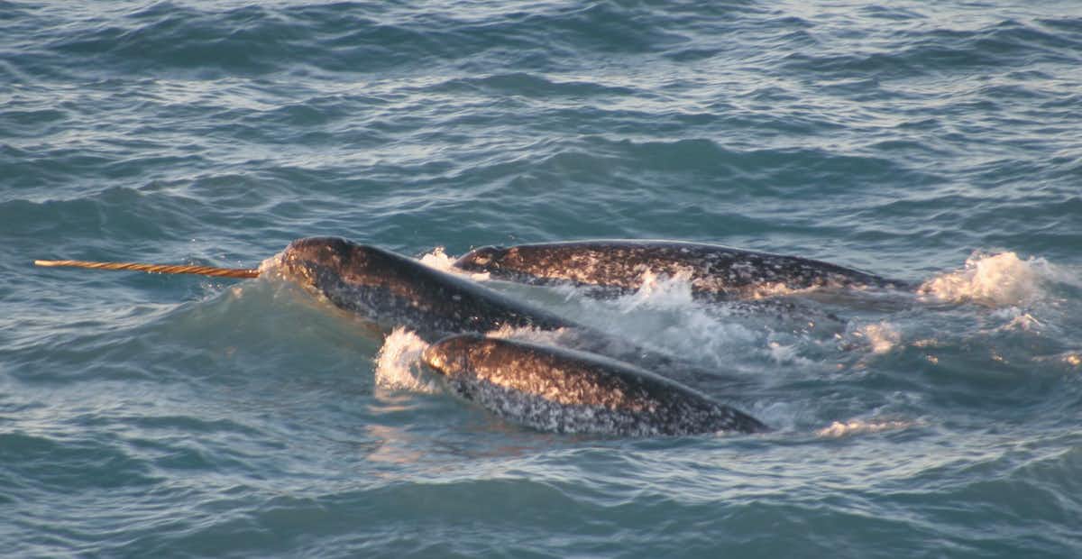 As baleias estão finalmente retornando às regiões polares de nosso planeta após 40 anos
